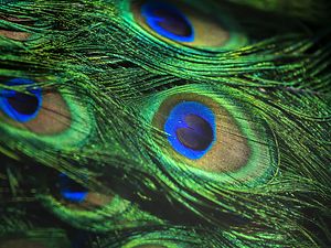 Umwelt: Nahaufnahme einer Straußenfeder