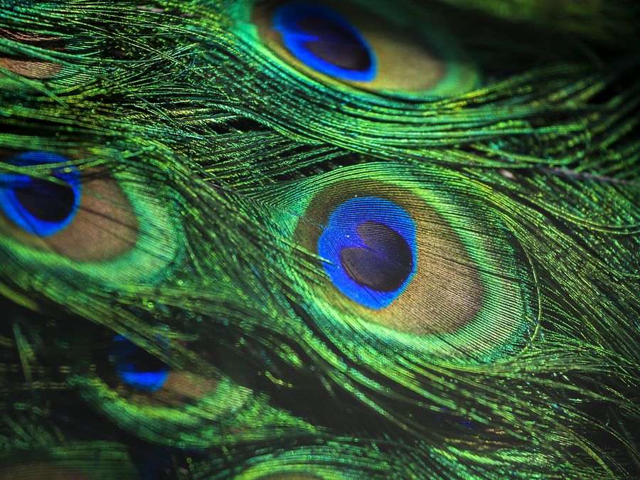 Umwelt: Nahaufnahme einer Straußenfeder